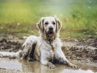 Why Do Dogs Like Mud? 10 Interesting & Vet-Verified Reasons
