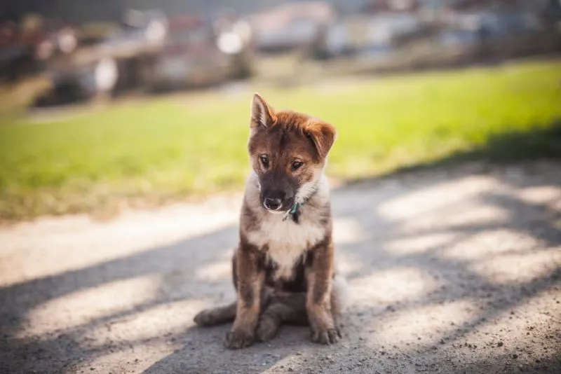 Portrait-of-an-Shikoku-ins-puppy-sitting-on-a-street