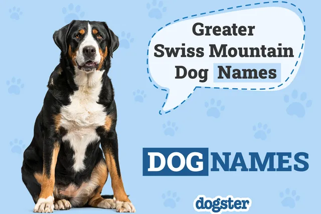 60+ Popular & Unique Greater Swiss Mountain Dog Names