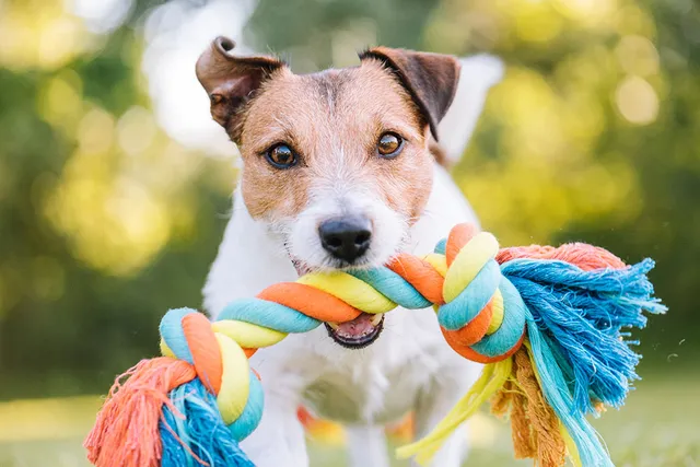 Why Do Dogs Bring You Things When You Come Home? Vet-Approved Facts