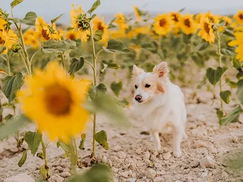 Corgidor Mixed Dog Breed: Info, Pictures, Care & More