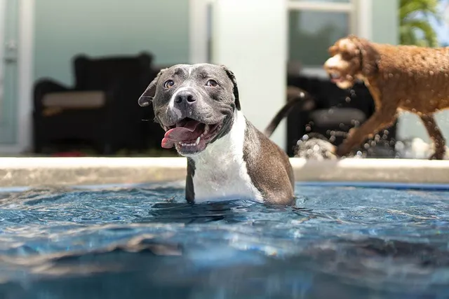 5 DIY Dog Water Ramps You Can Make Today (With Pictures)