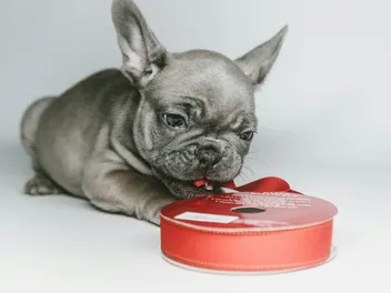 Grey French Bulldog: Info, Pictures, Origin & History
