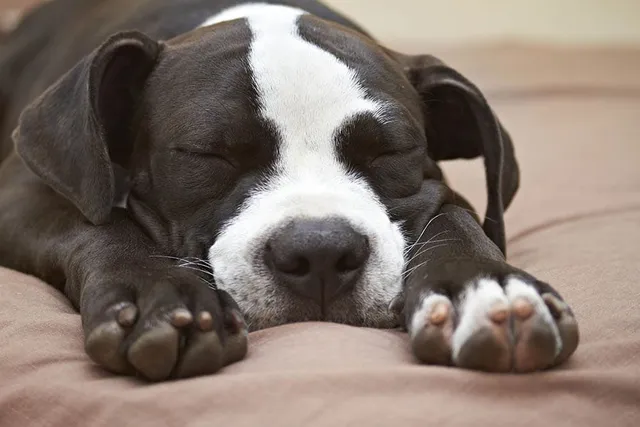 Why Does My Puppy Breathe So Fast While Sleeping? Vet-Reviewed Reasons