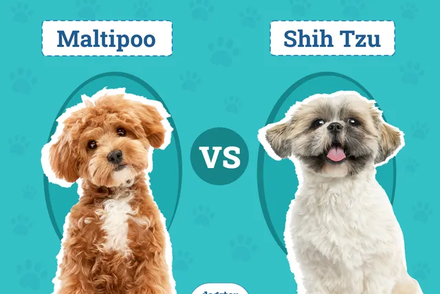 Maltipoo vs Shih Tzu: The Differences (With Pictures)