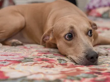 Why Is My Dog Restless at Night? 9 Vet-Reviewed Reasons
