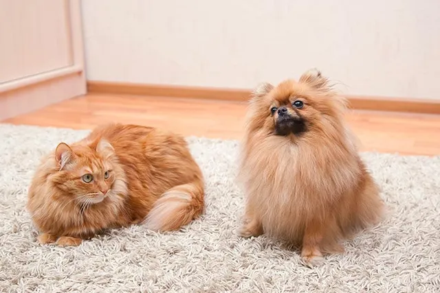 Will a Pomeranian Be Good With My Cat? Pet Sociability Explained
