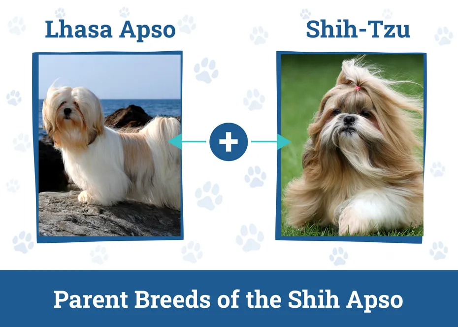 Parent Breeds of the Shih Apso