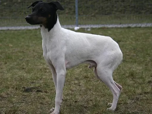 Japanese Terrier