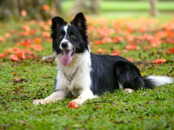 Do Border Collies Make Good Service Dogs? Breed Facts & FAQ