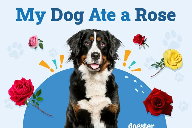 My Dog Ate a Rose, What Should I Do? Vet-Reviewed Facts, Complications & FAQ