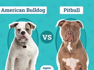 American Bulldog vs Pitbull: Main Differences (With Pictures)