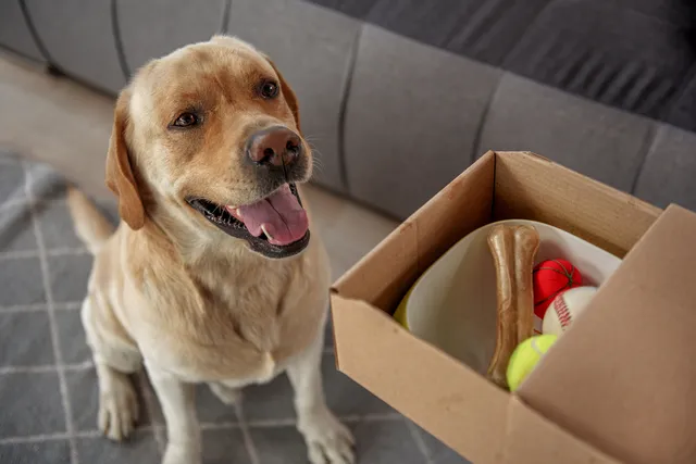 25 Thoughtful Gifts for New Dog Owners