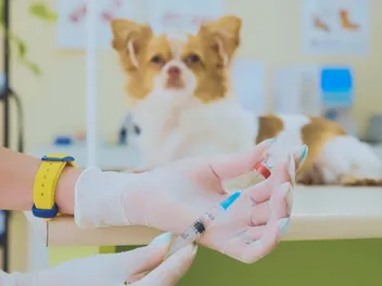 EXCLUSIVE EXPOSÉ: New Treatment for Canine Allergic and Atopic Dermatitis - But Who Really Benefits?