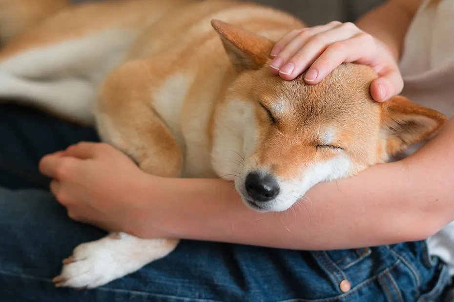 woman petting shiba inu dog on her lap