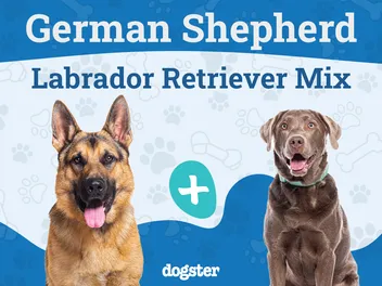 German Sheprador Dog Breed: Info, Pictures, Temperament & Traits
