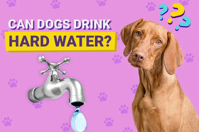Can Dogs Drink Hard Water? Is Hard Water Bad For Dogs? (Vet-Verified)