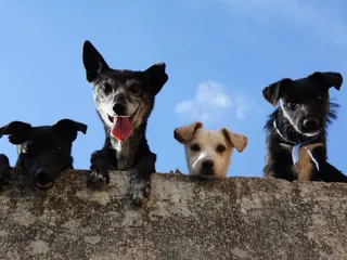 Top 10 Most Popular Dog Breeds in India in 2026 (With Info & Pictures)