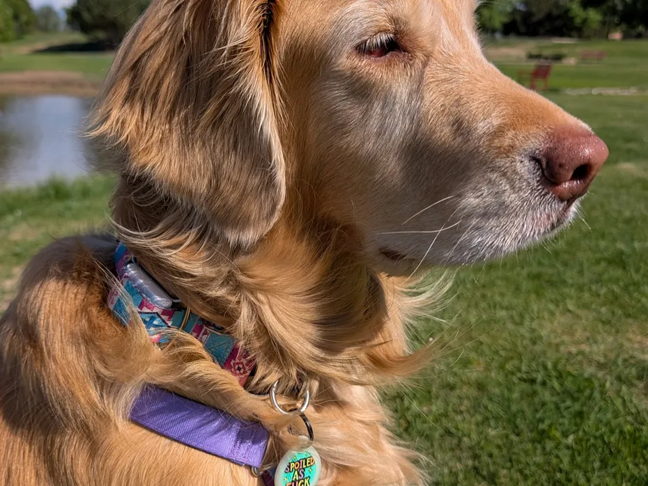 Golden retriever with a patterned collar in a park