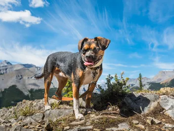 Boglen Terrier Dog Breed: Info, Pictures, Care Guide & More