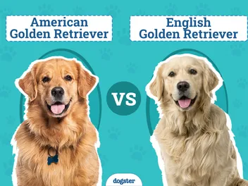 American vs. English Golden Retrievers: What’s the Difference? (With Pictures)
