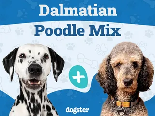 Dalmadoodle (Dalmatian Poodle Mix): Info, Pictures, Care & More