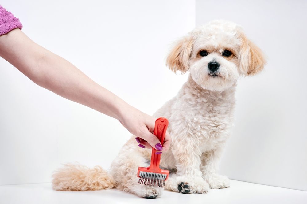 a woman hand combs domestic maltipoo
