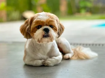 Does a Shih Tzu Sleep More Than Other Breeds? Facts & FAQ