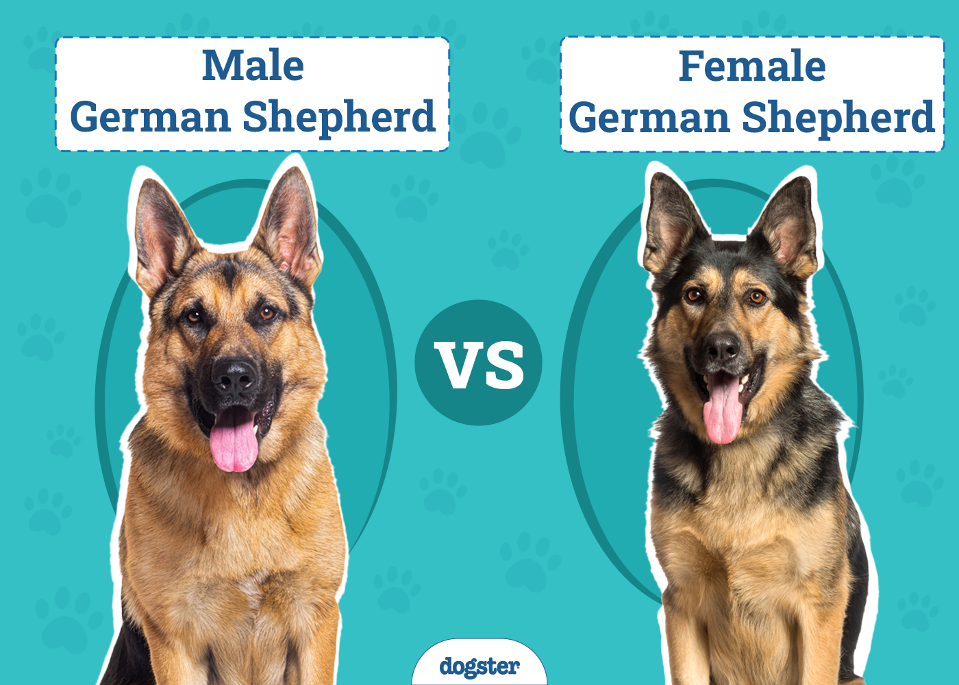 Male Vs Female German Shepherd
