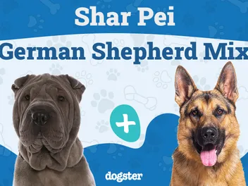 Shar-Pei German Shepherd Mix: Info, Pictures, Care & Traits