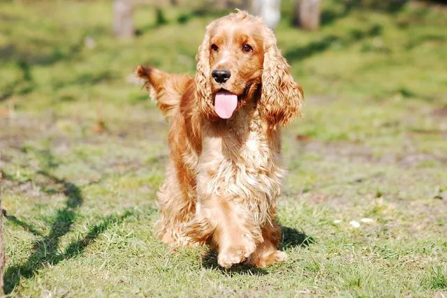 16 Surprising Cocker Spaniel Facts You May Not Know (Vet-Verified)