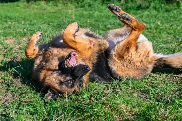 9 Vet-Reviewed Signs Your Dog Doesn’t Like You: What to Watch Out For