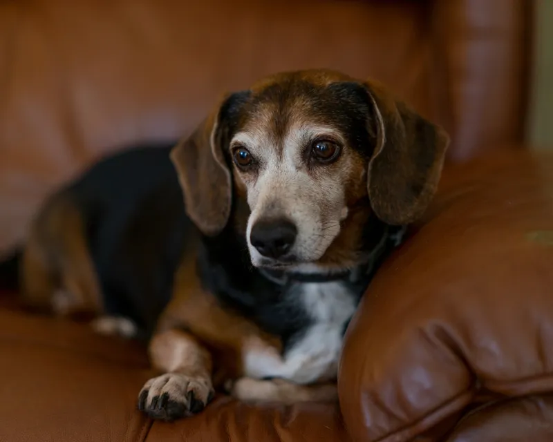 Dachshund Beagle Mix Relaxing On Chair