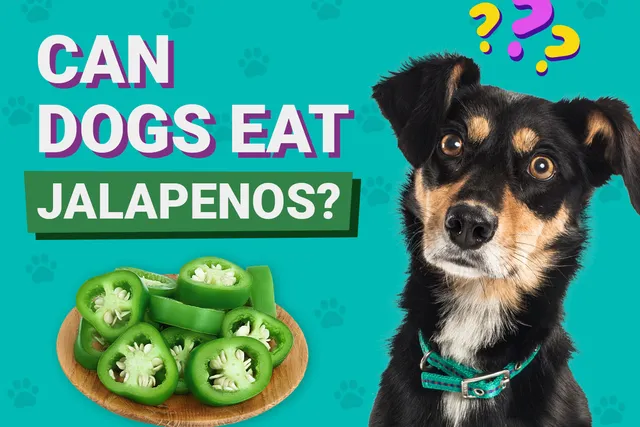 Can Dogs Eat Jalapeños? Vet-Reviewed Health Facts