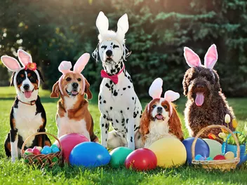 15 Creative Dog Easter Basket & Filling Ideas for 2026