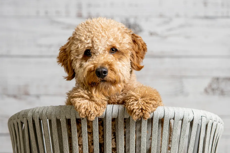 a cute mini goldendoodle puppy looking at the camera