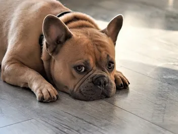 My Dog Is Urinating While Lying Down: 6 Causes & Vet Approved Solutions