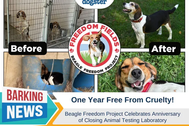 One Year Free From Cruelty: Beagle Freedom Project Celebrates Anniversary of Closing Animal Testing Laboratory