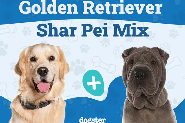 Golden Pei (Golden Retriever & Shar Pei Mix): Info, Pictures, Care & More