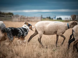 Australian Shepherd Herding: A Complete Guide
