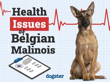 7 Belgian Malinois Health Issues to Watch For (Vet Answer)