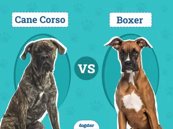 Cane Corso vs. Boxer: Key Differences (With Info & Pictures)