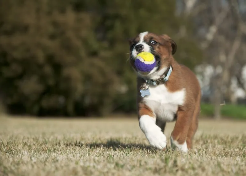 white-brown-puppy-playing-with-a-ball