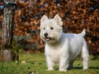 Are West Highland White Terriers Hypoallergenic? Vet-Verified Allergy Facts & Tips