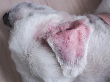How Much Does a Dog’s Ear Hematoma Surgery Cost? (2026 Update)