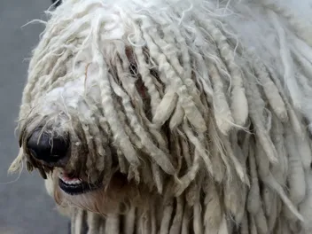 13 Dogs With Curly Ears: Info, Pictures, Facts & History