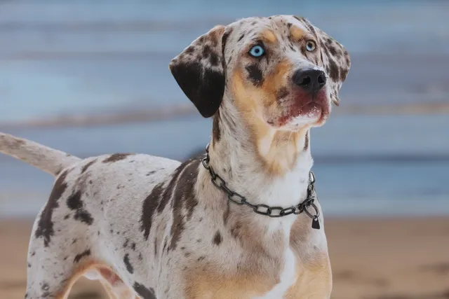 10 Dog Breeds With Blue Eyes: Info, Pictures & History
