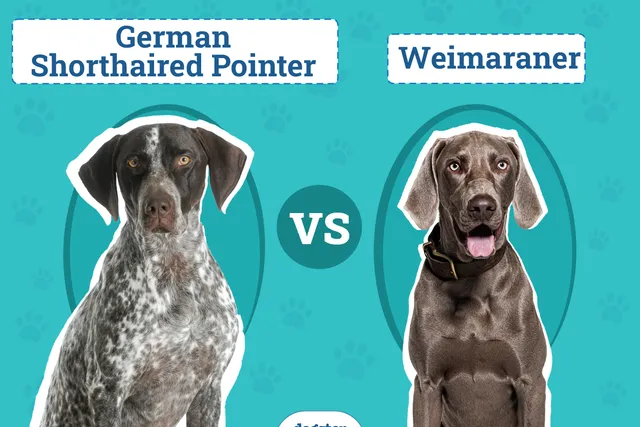 German Shorthaired Pointer vs Weimaraner: Key Differences (With Pictures)