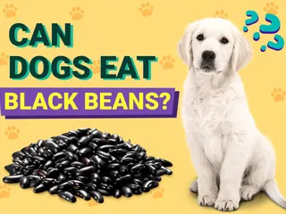 Can Dogs Eat Black Beans? Vet-Verified Facts, Pros & Cons