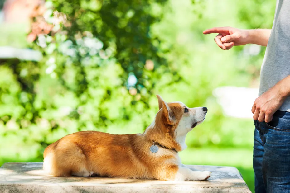 Corgi dog training with owner